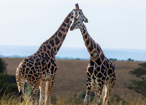 12 Days Uganda Safari