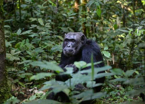 6 Days Uganda Primates Trekking