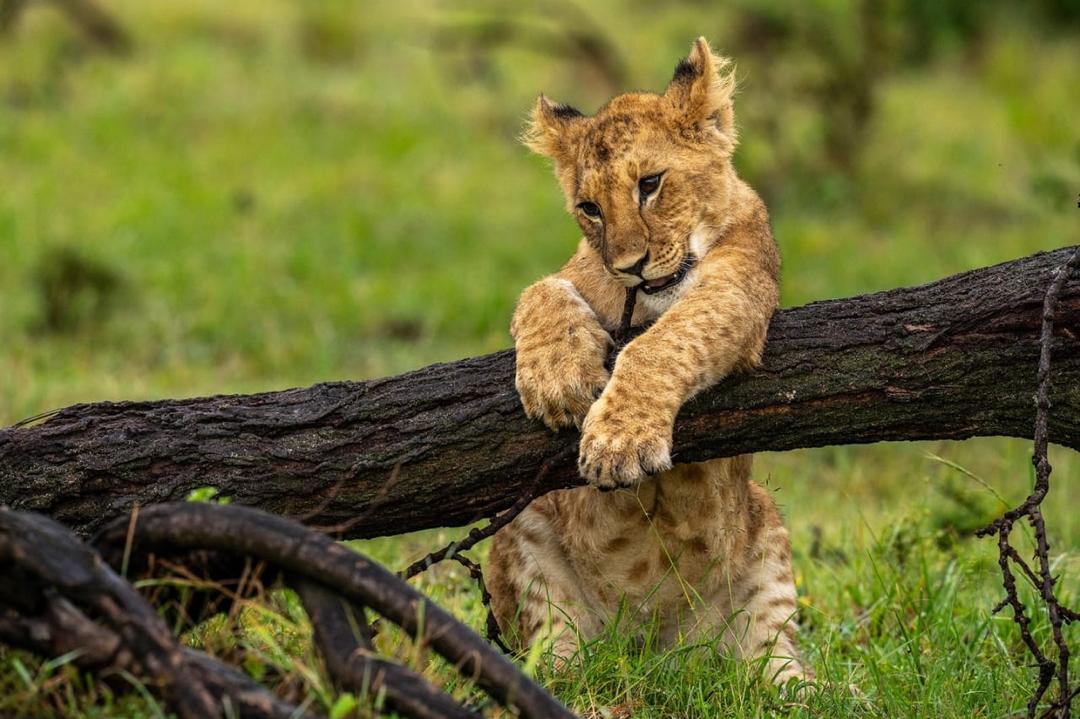 14 Days Uganda Favorites Safari