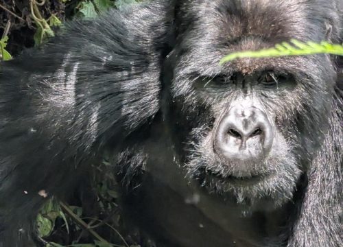 1 Day Rwanda Gorilla Trekking