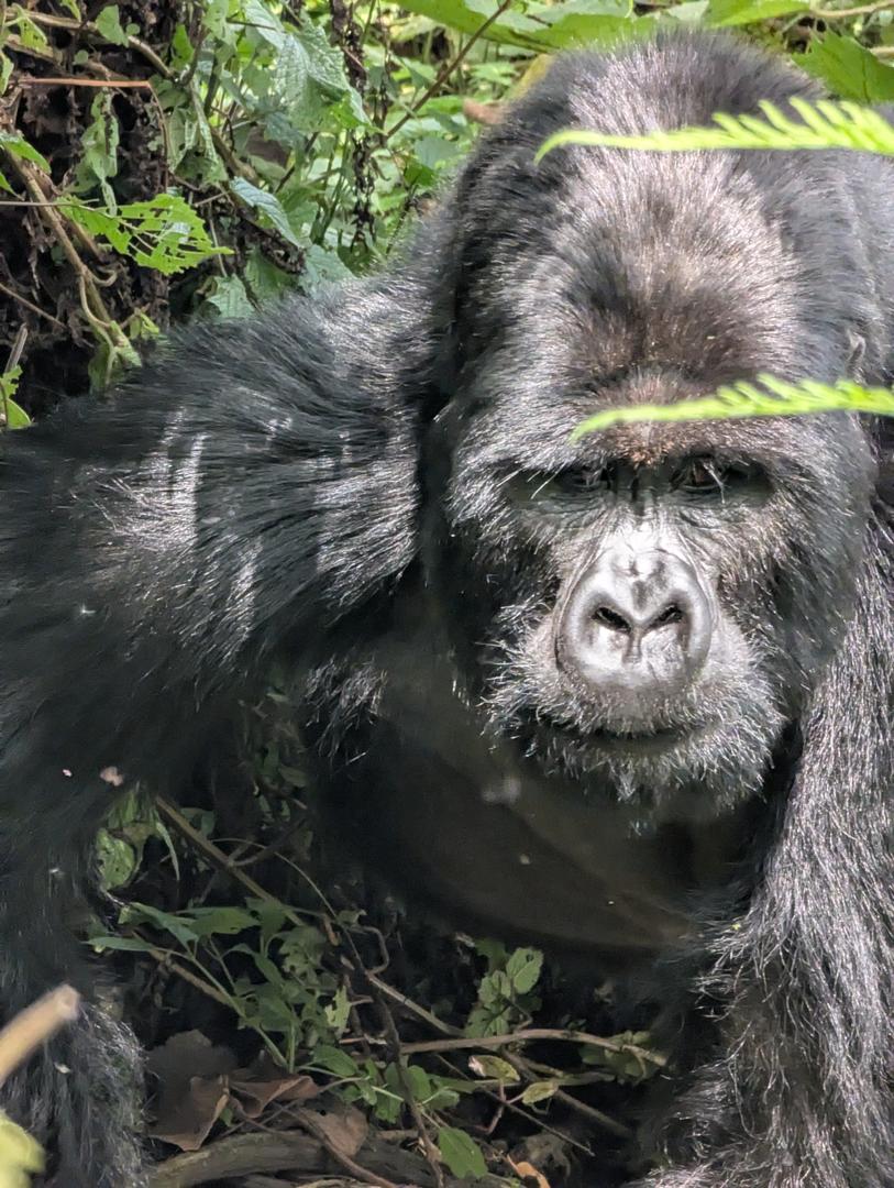 1 Day Rwanda Gorilla Trekking