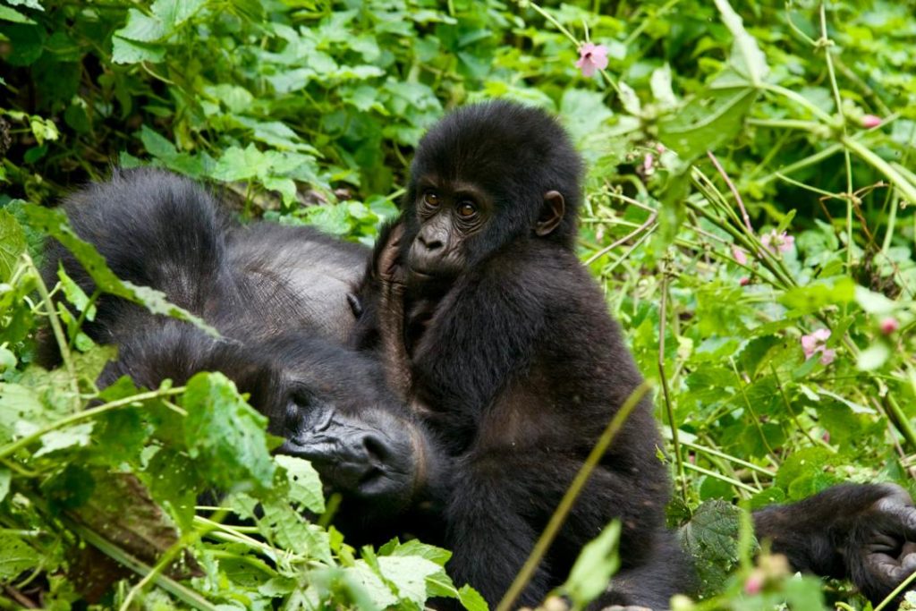 Gorilla relaxing after along move in search for food