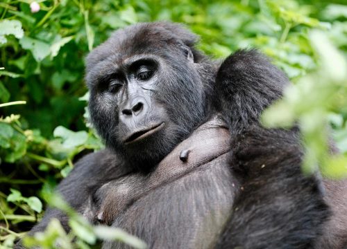 3 Days Rwanda Gorilla Tracking safari