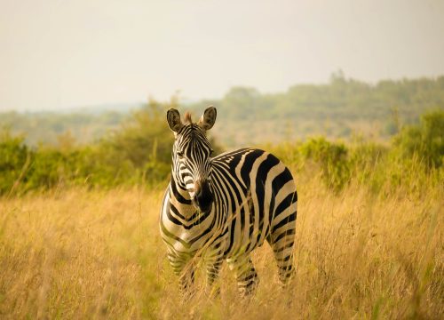 7 Days Kenya & Serengeti Tanzania Safari