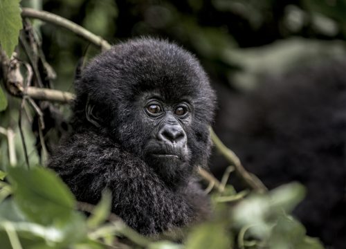 3-day Gorilla Trekking Uganda Tour Package