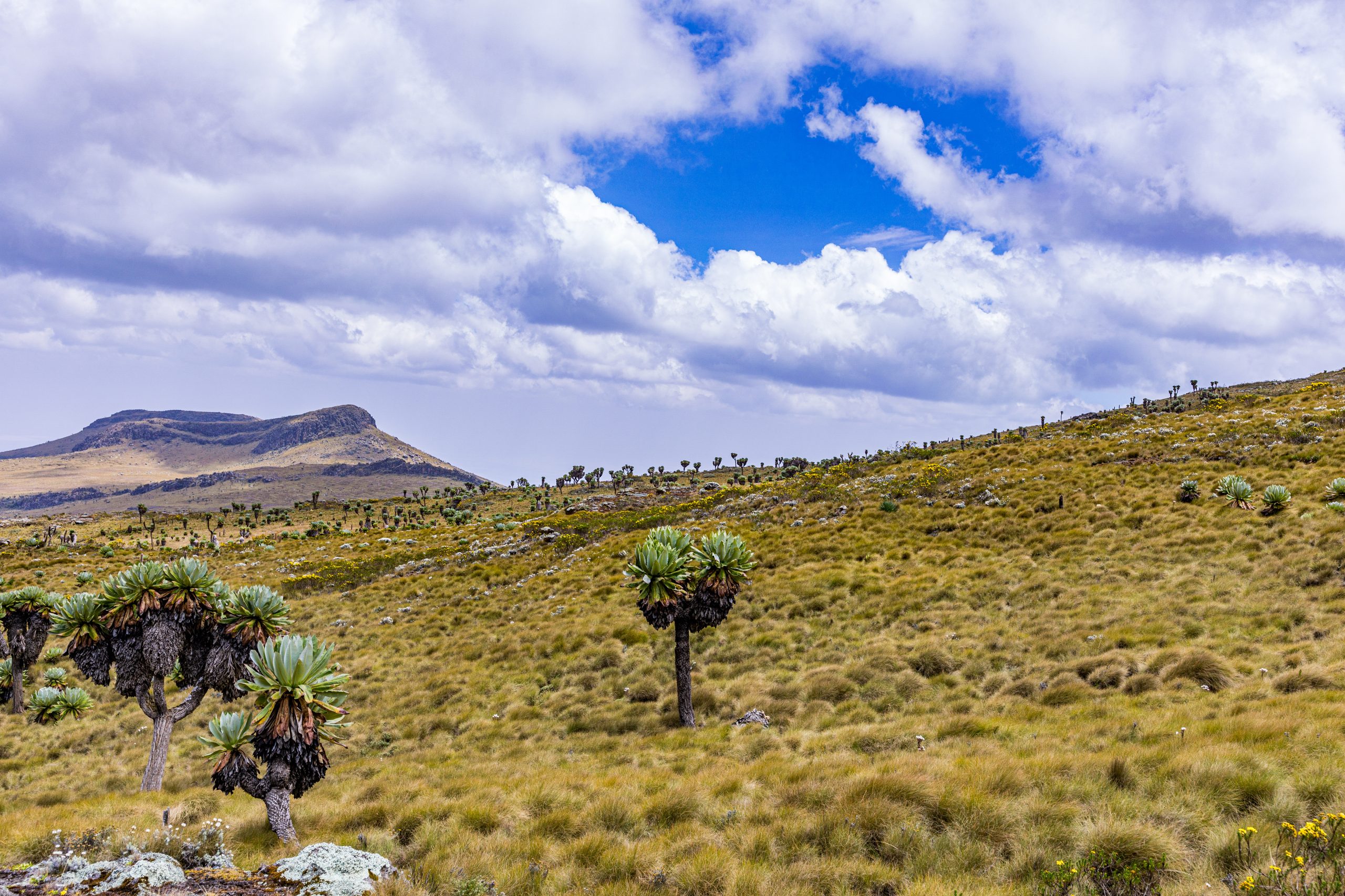 10 Days Rwenzori Mountain Hiking