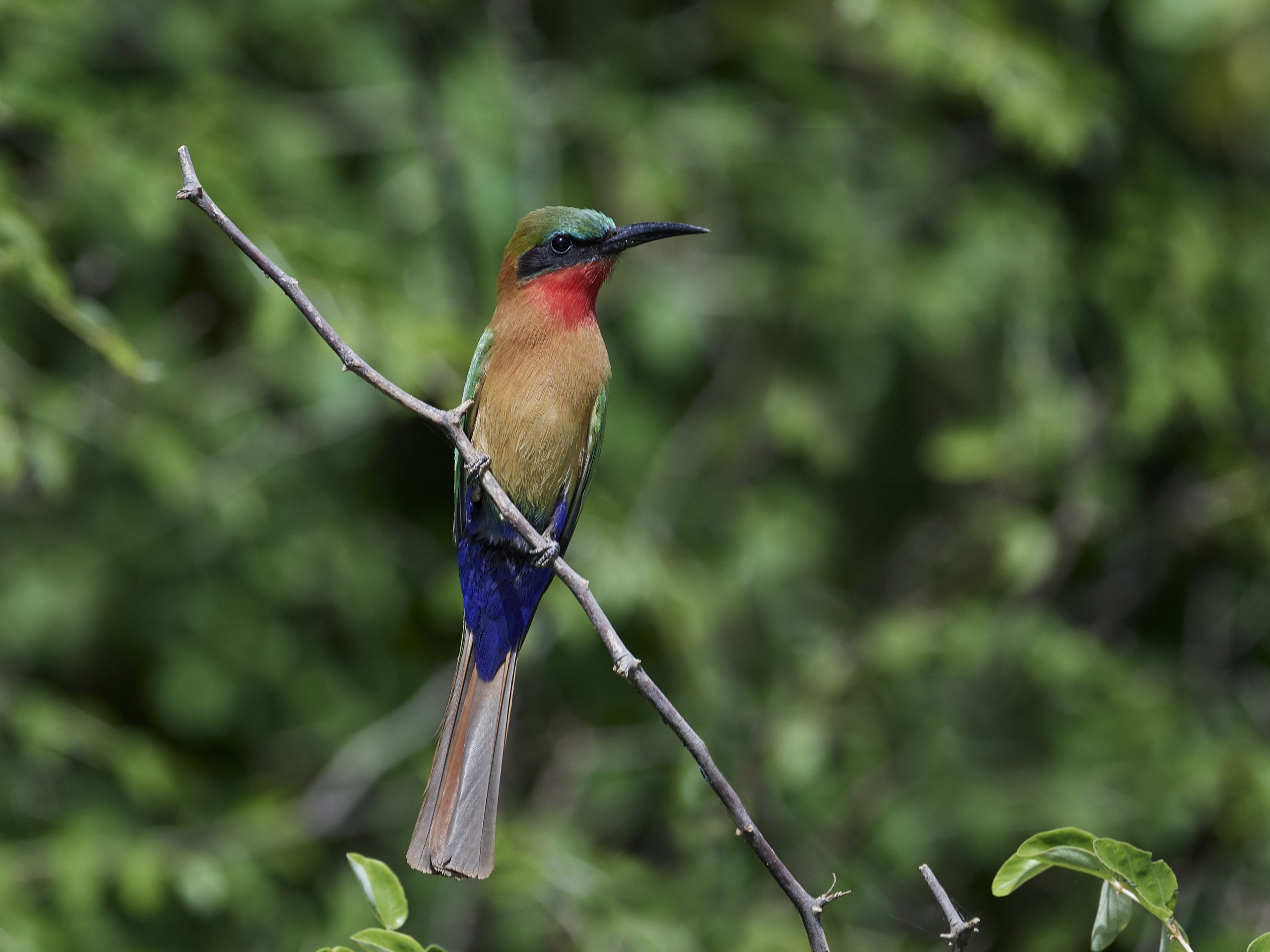 Semuliki National Park