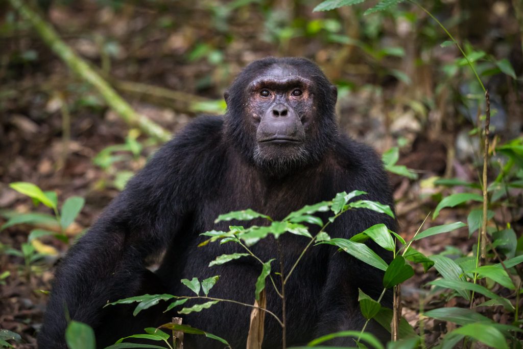 Chimpanzee at Kibale Forest NP