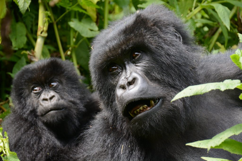 Mother Gorilla with her baby in Mgahinga National Park