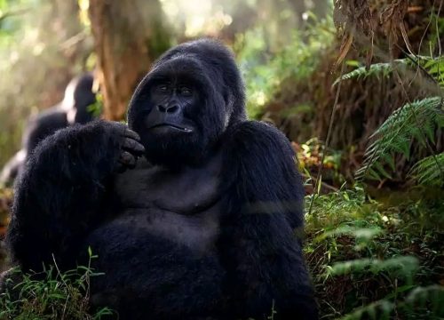 Discounted Gorilla Tracking Permits Uganda 2026 – Book Now